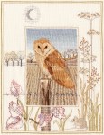 Barn Owl